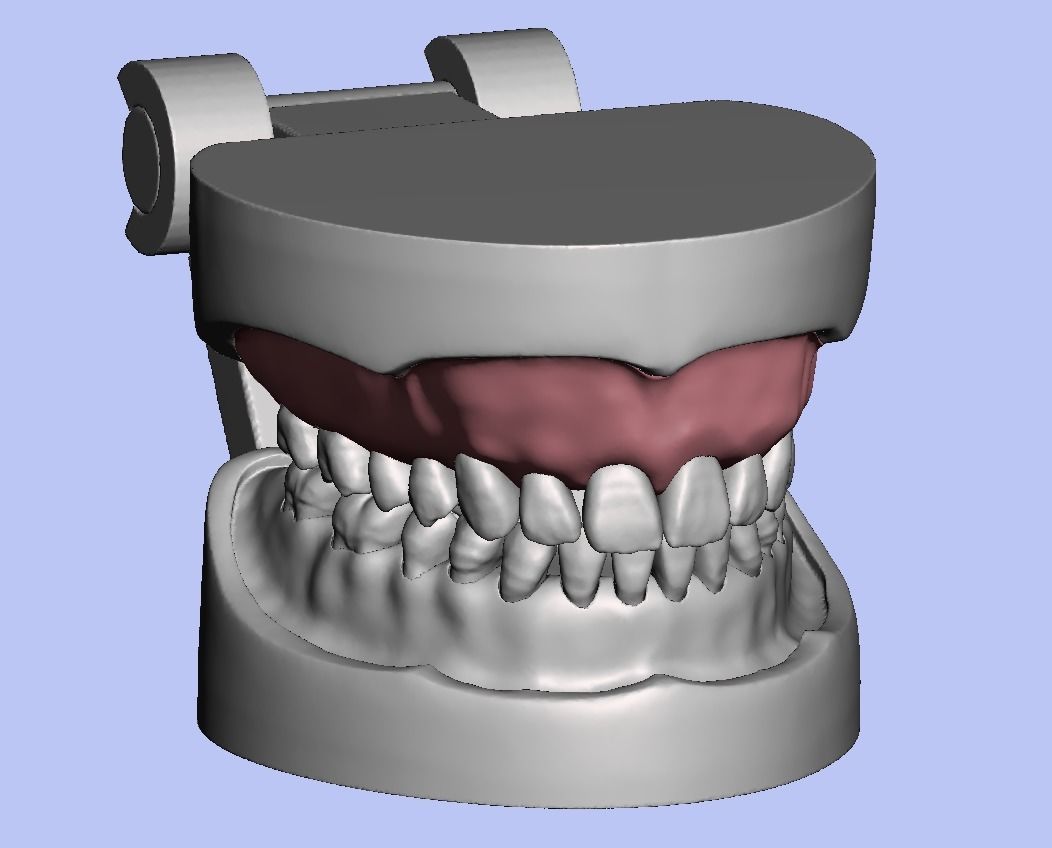 D008 Dental anatomy model natural tooth anatomy gum articulator 3D print model_1