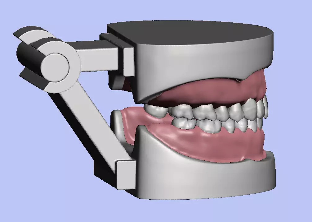 D008 Dental anatomy model natural tooth anatomy gum articulator 3D print model_0