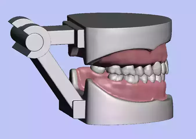D008 Dental anatomy model natural tooth anatomy gum articulator 3D print model