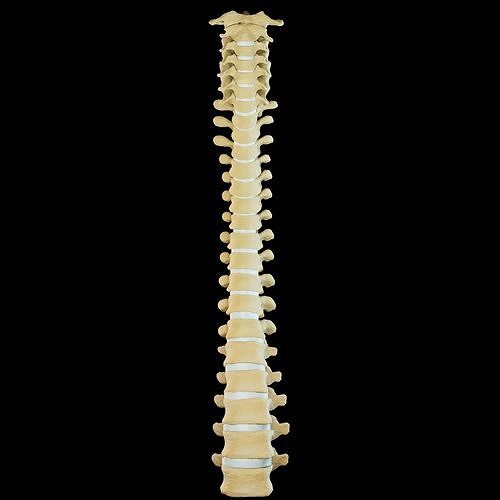 Vertebral column 3D model