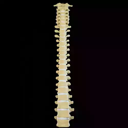 Vertebral column 3D model
