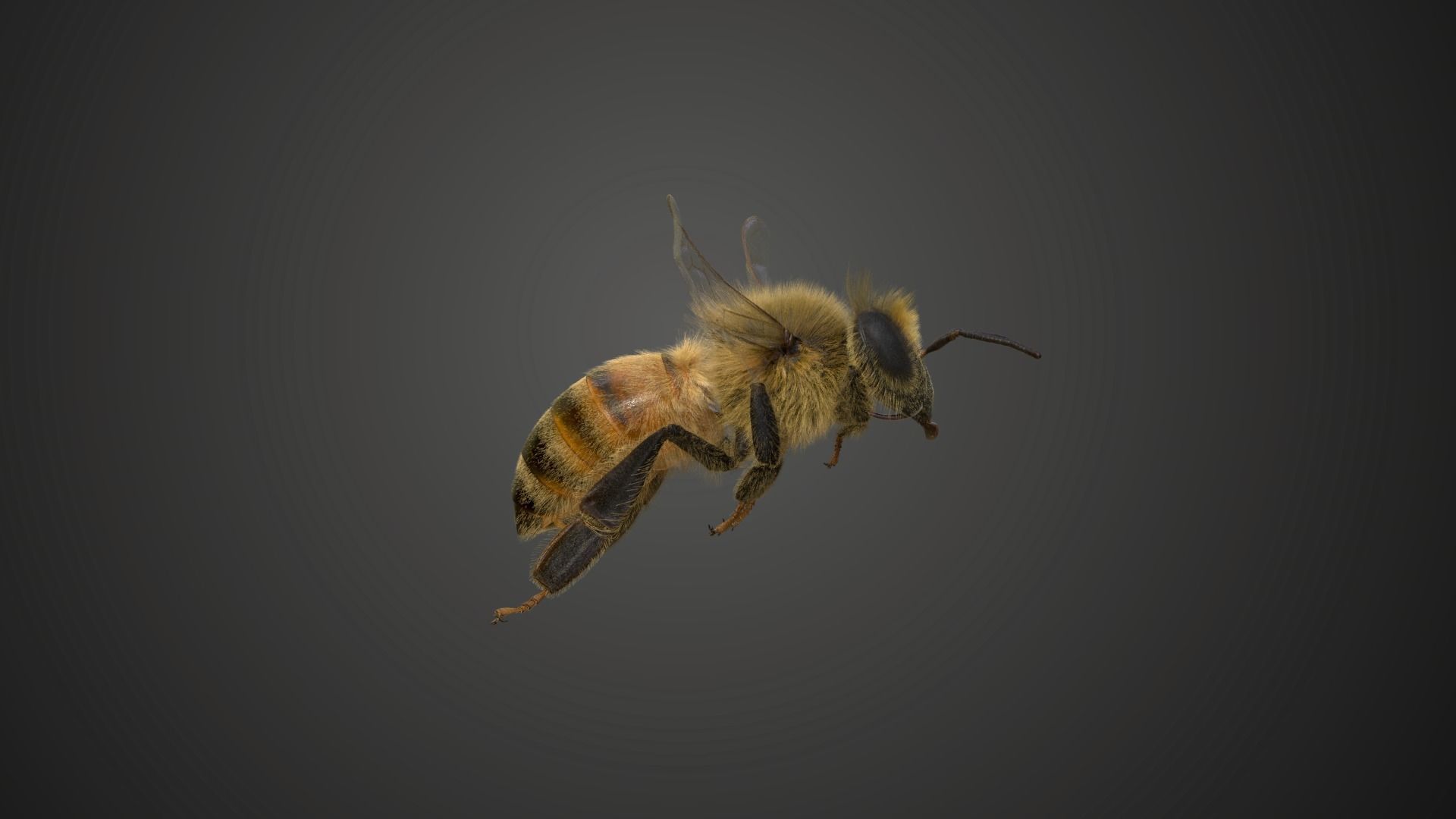 Honey bee Animated VFX Grace 3D model_9