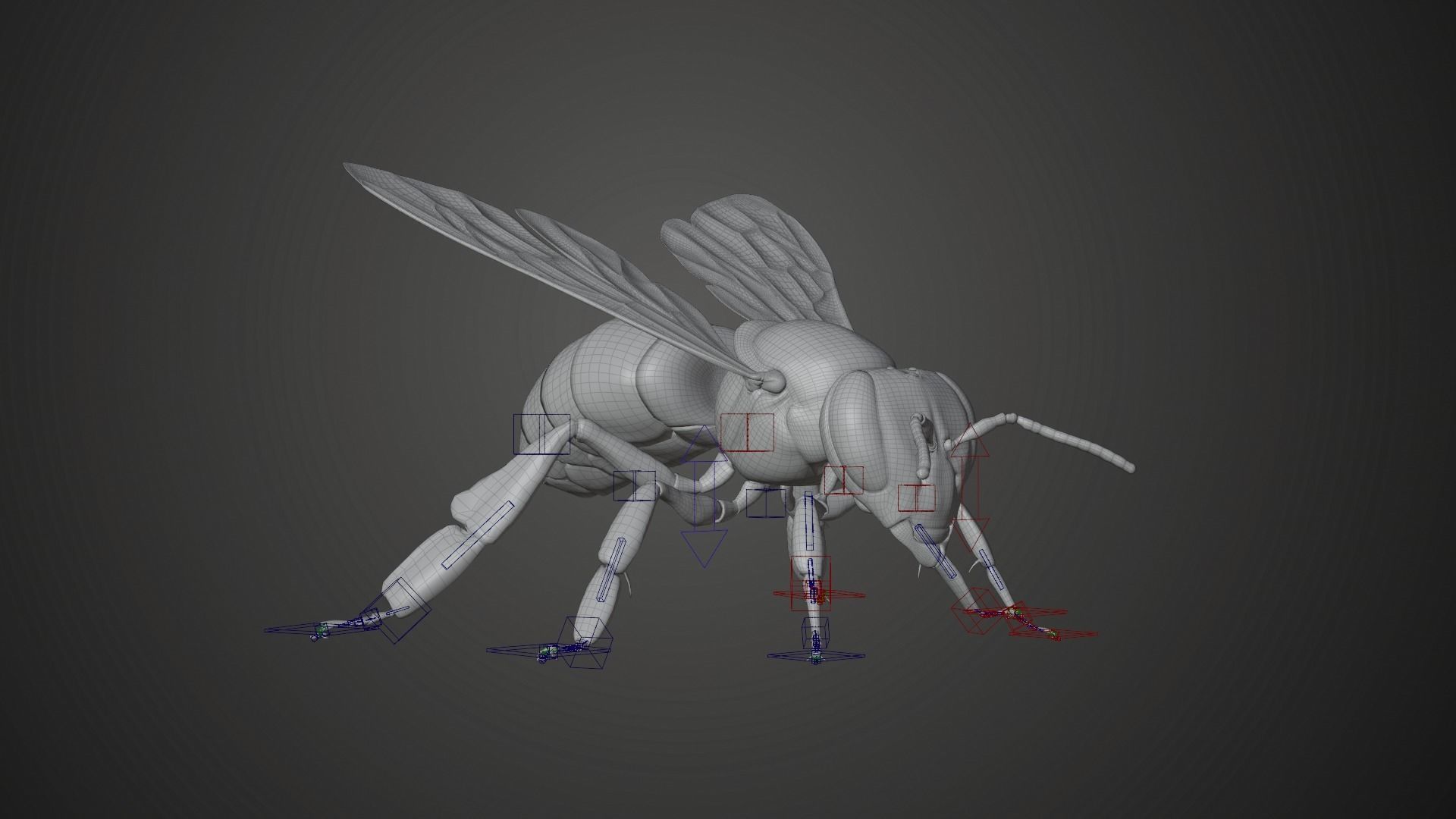 Honey bee Animated VFX Grace 3D model_23