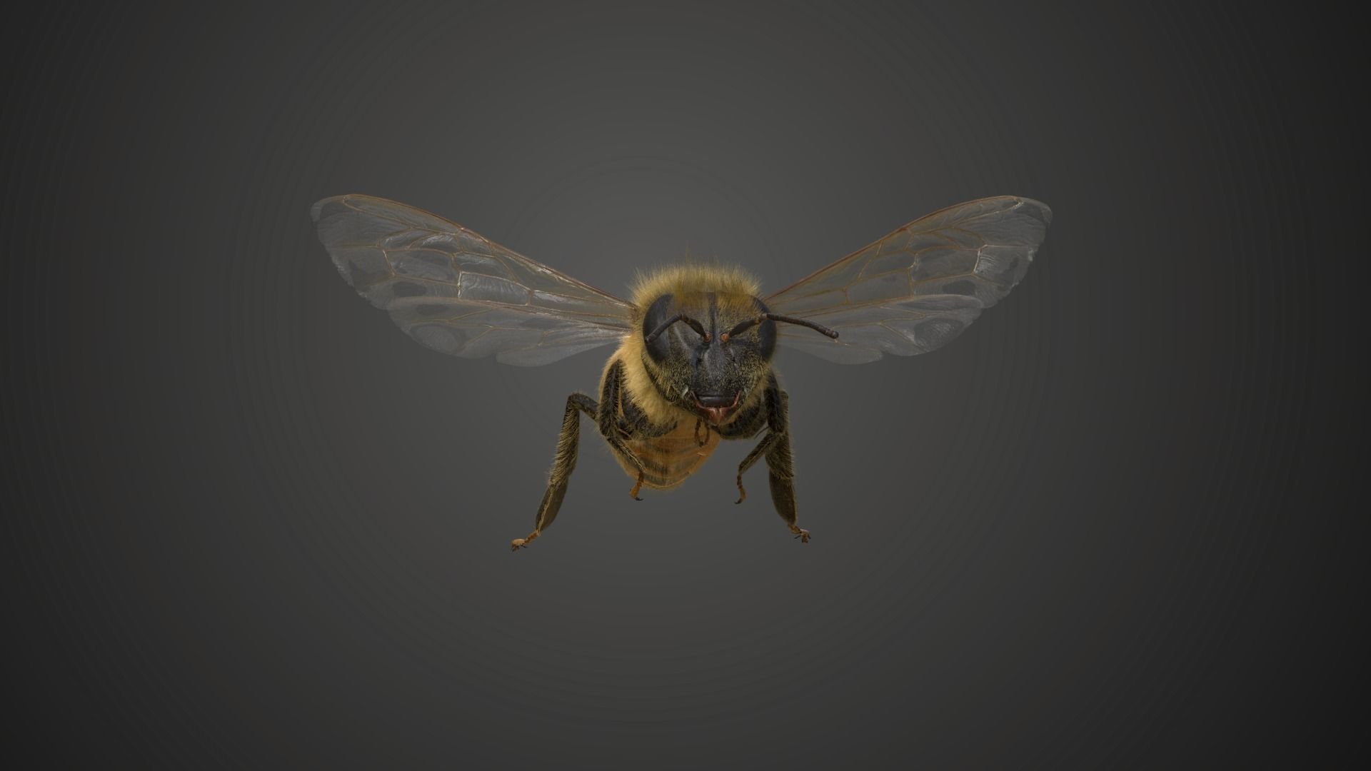 Honey bee Animated VFX Grace 3D model_7