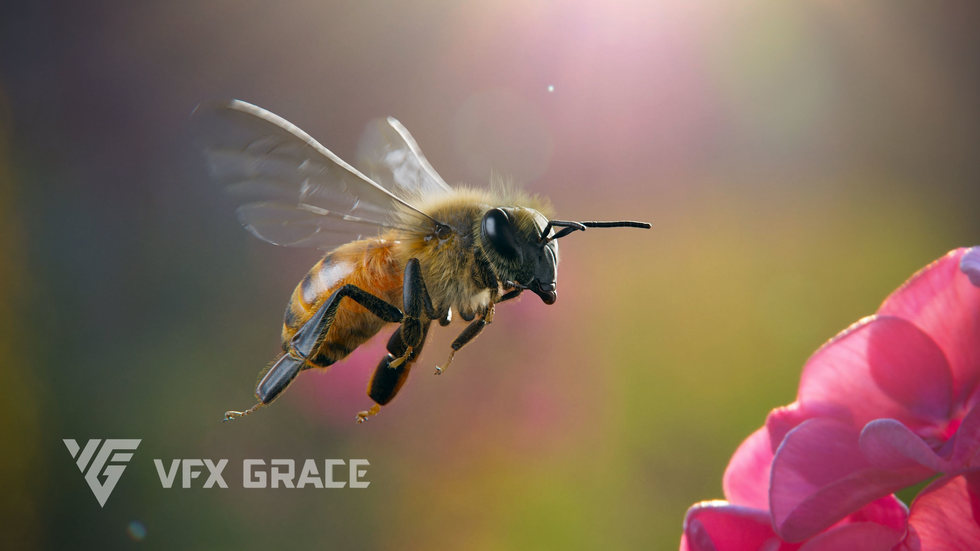 Honey bee Animated VFX Grace 3D model_5