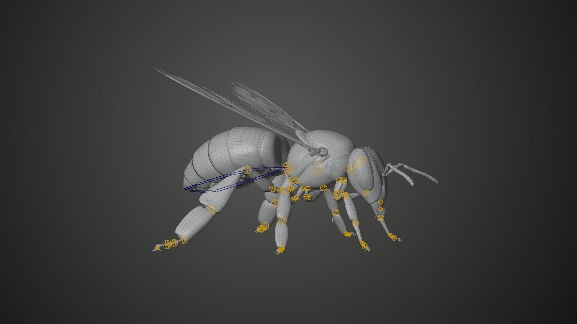Honey bee Animated VFX Grace 3D model_15