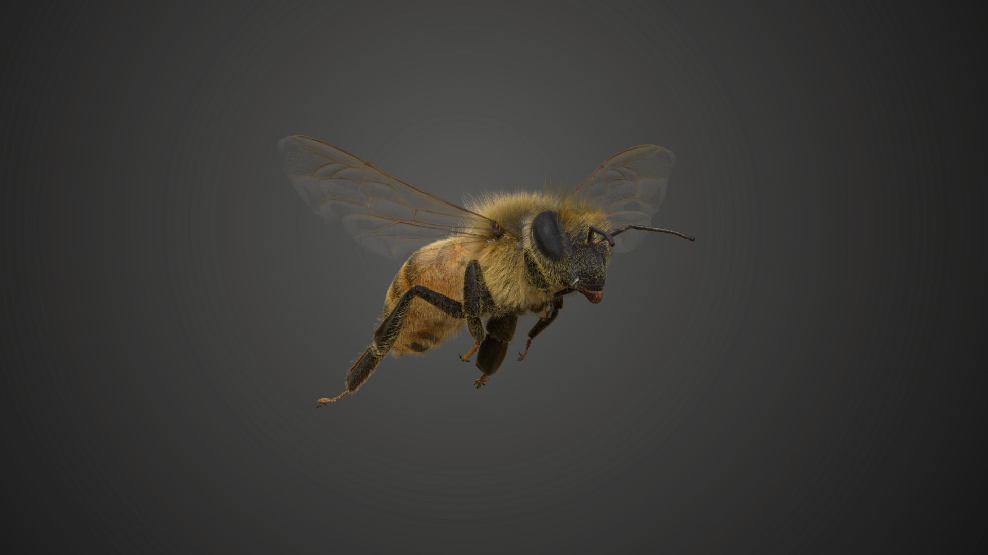 Honey bee Animated VFX Grace 3D model_8