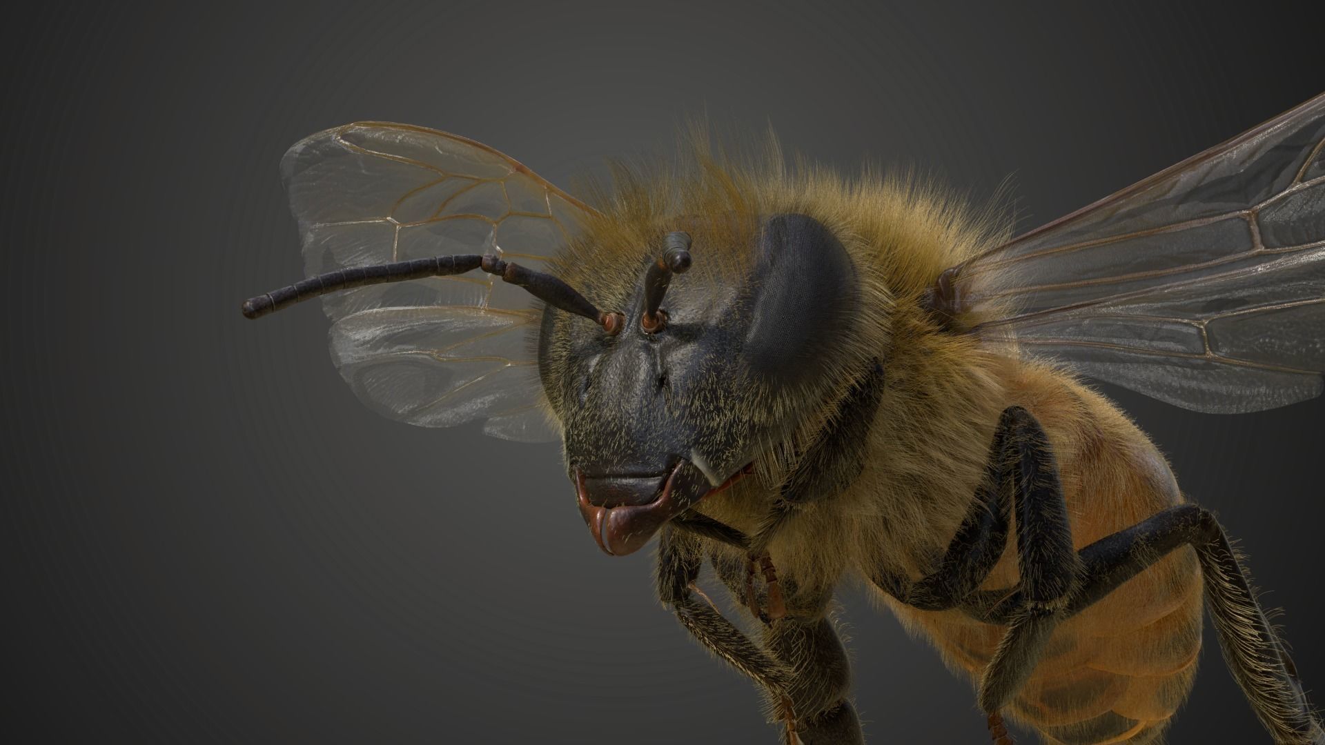 Honey bee Animated VFX Grace 3D model_12