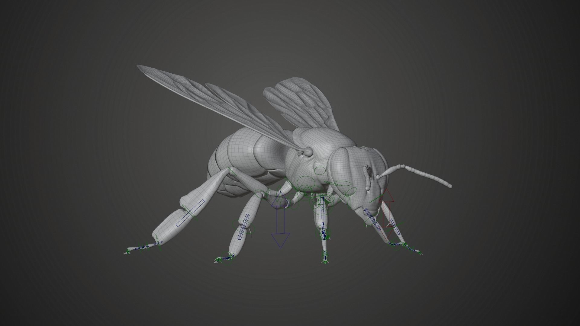 Honey bee Animated VFX Grace 3D model_18