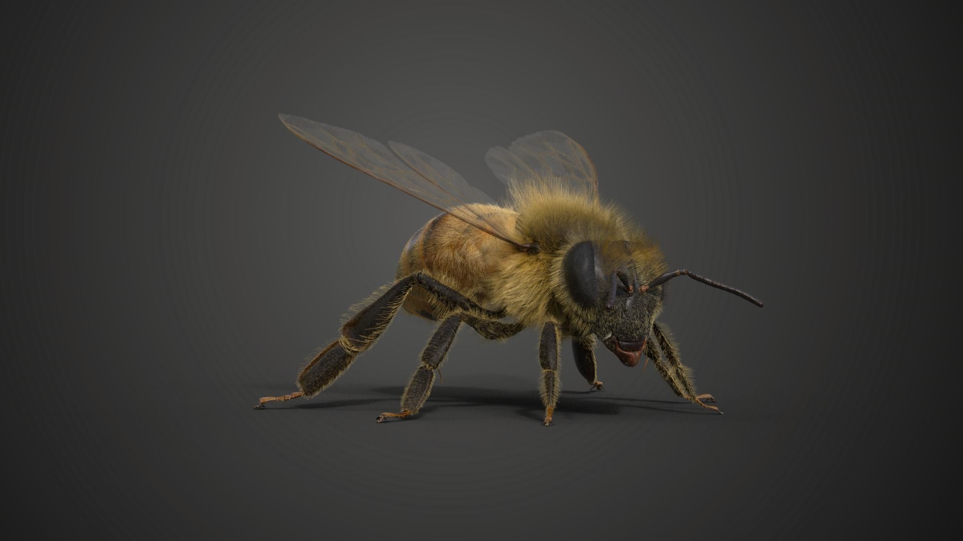 Honey bee Animated VFX Grace 3D model_13