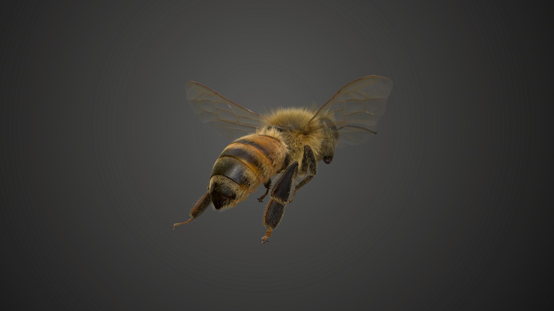 Honey bee Animated VFX Grace 3D model_10