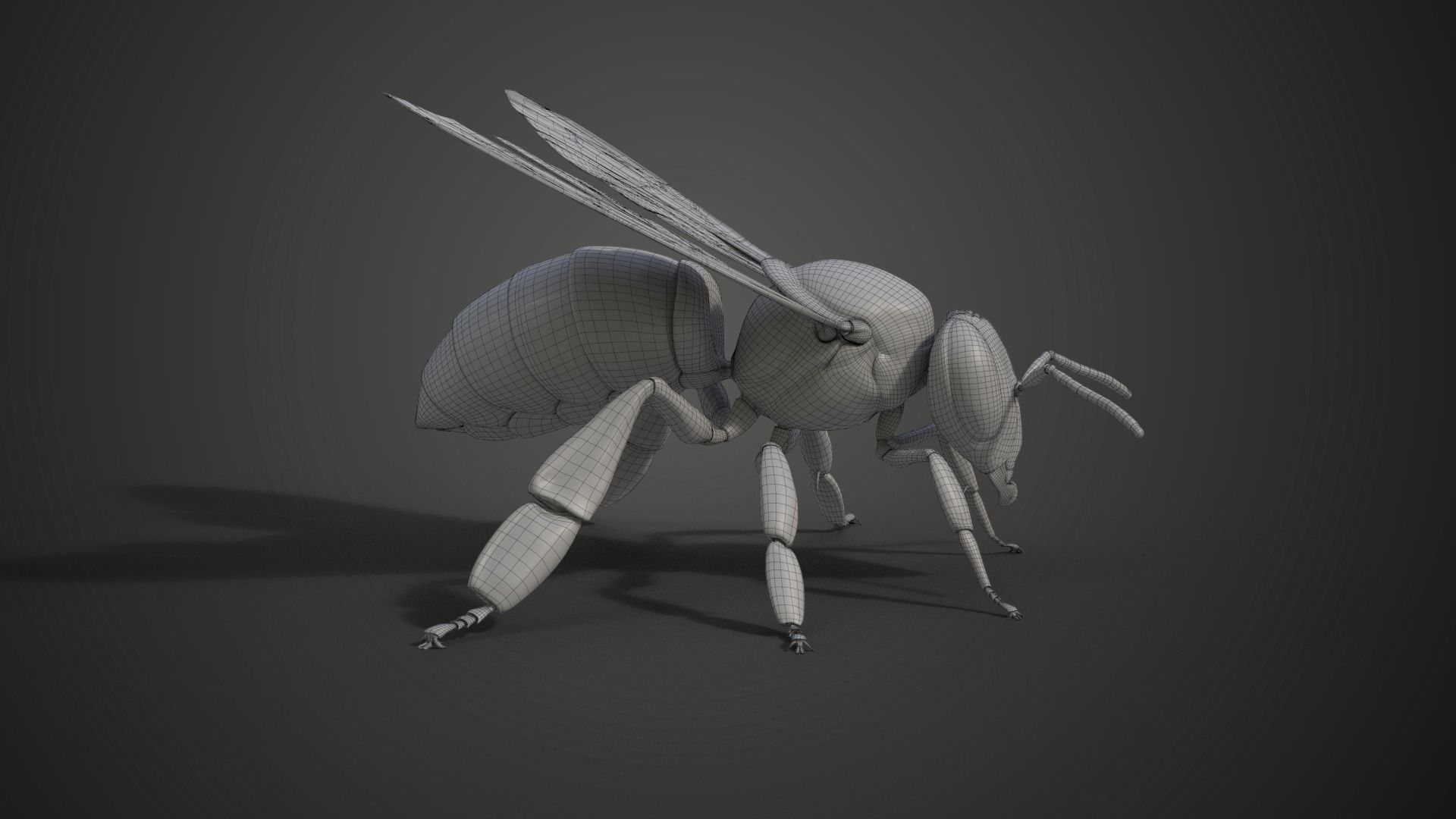 Honey bee Animated VFX Grace 3D model_20