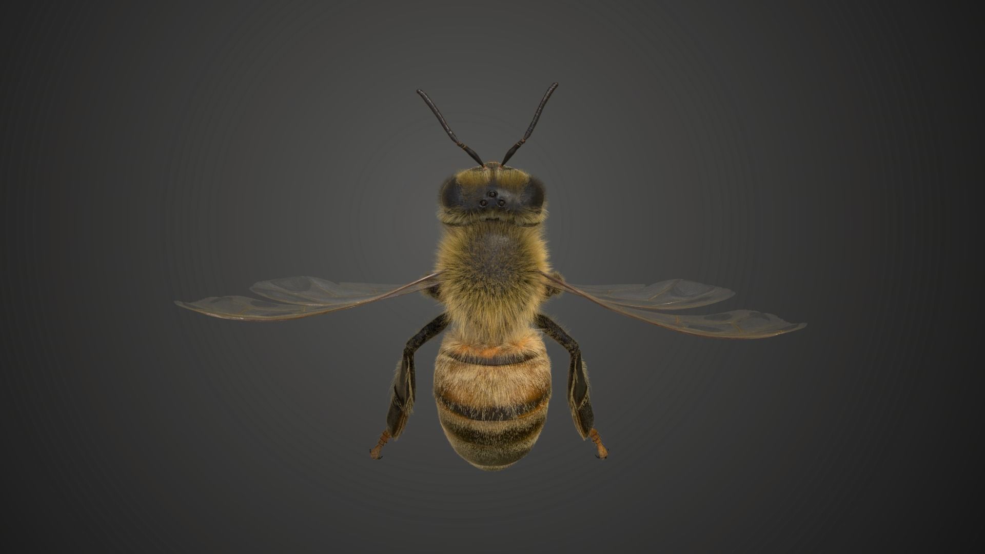 Honey bee Animated VFX Grace 3D model_11