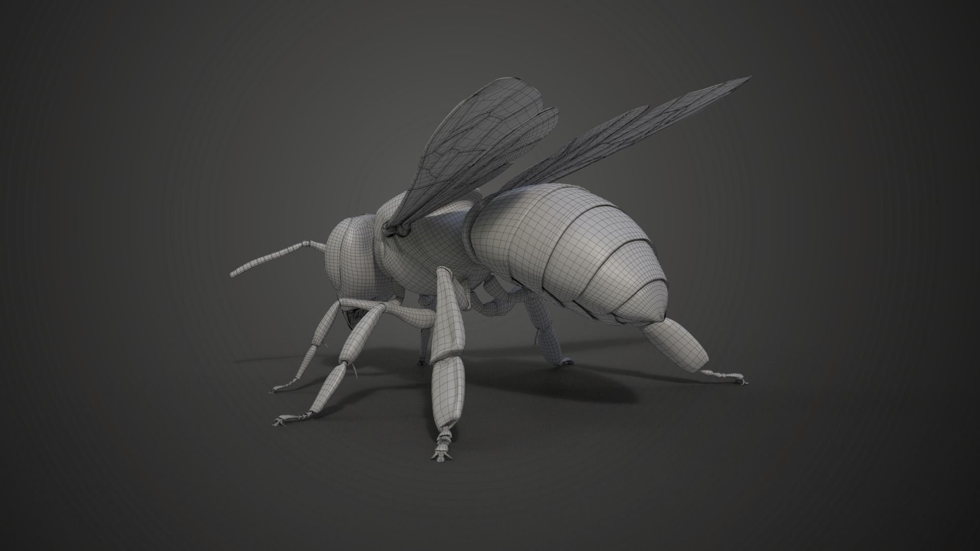 Honey bee Animated VFX Grace 3D model_21