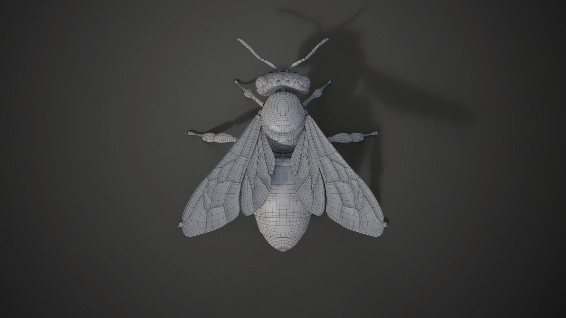 Honey bee Animated VFX Grace 3D model_24