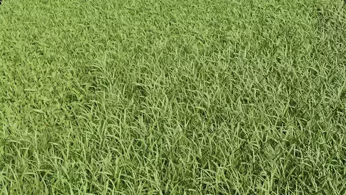Realistic Grass Long and Short 3D model