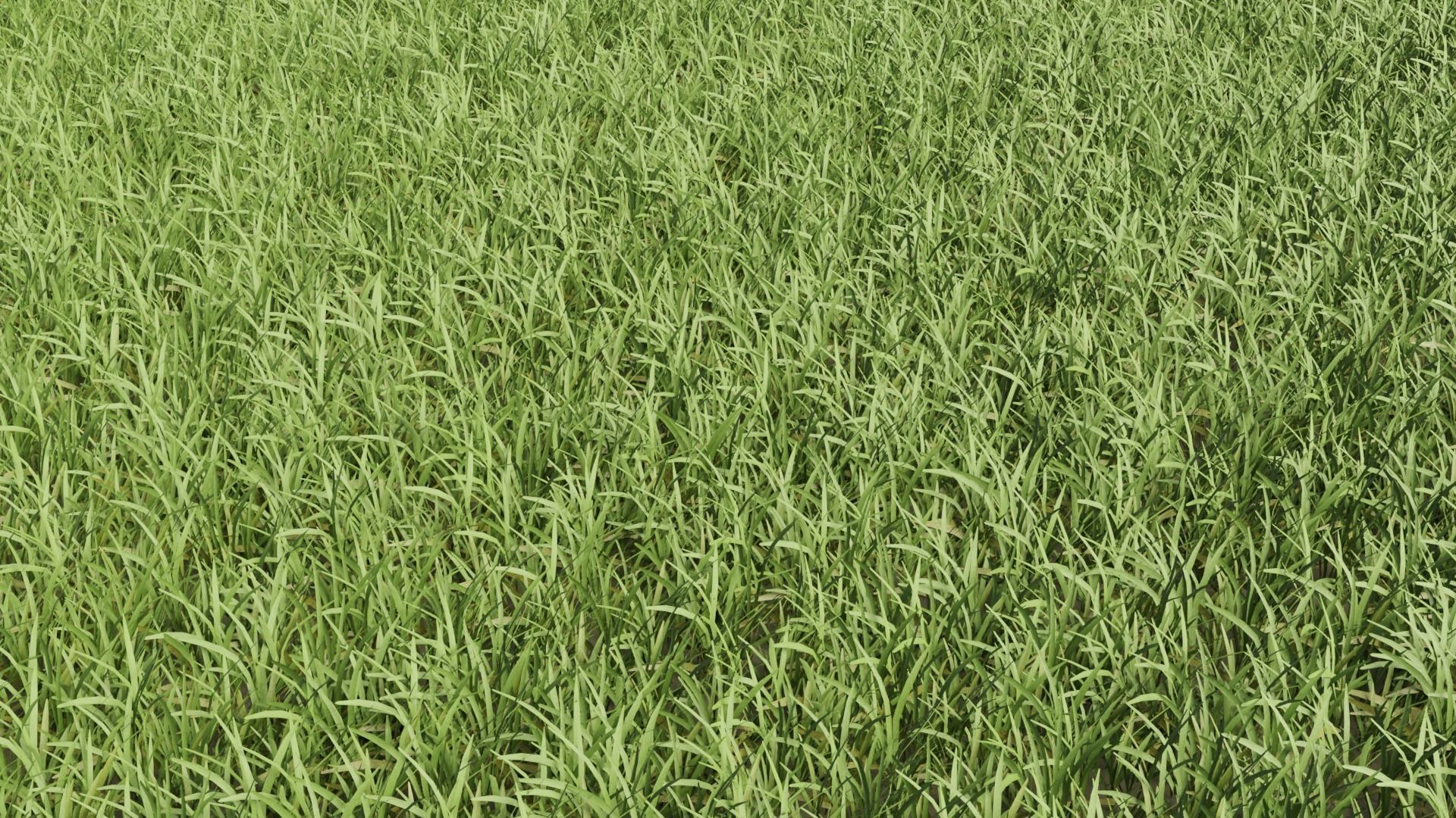 Realistic Grass Long and Short 3D model_2