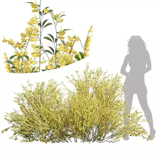 New Plant High detail Cytisus scoparius 3D model