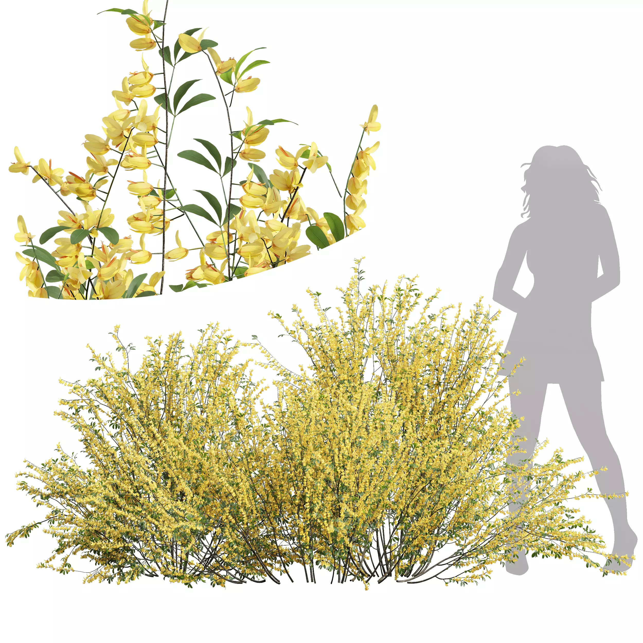 New Plant High detail Cytisus scoparius 3D model_0