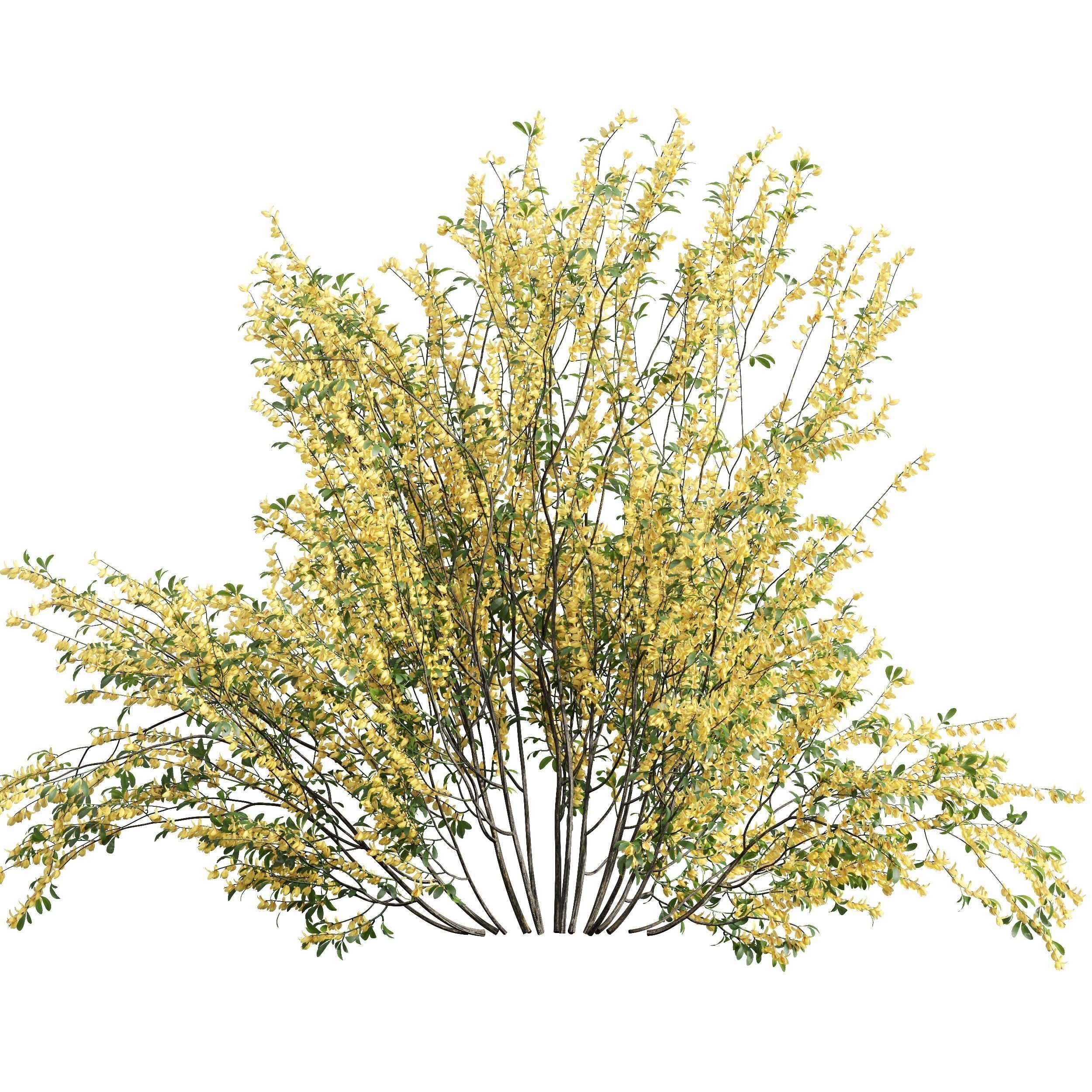 New Plant High detail Cytisus scoparius 3D model_3