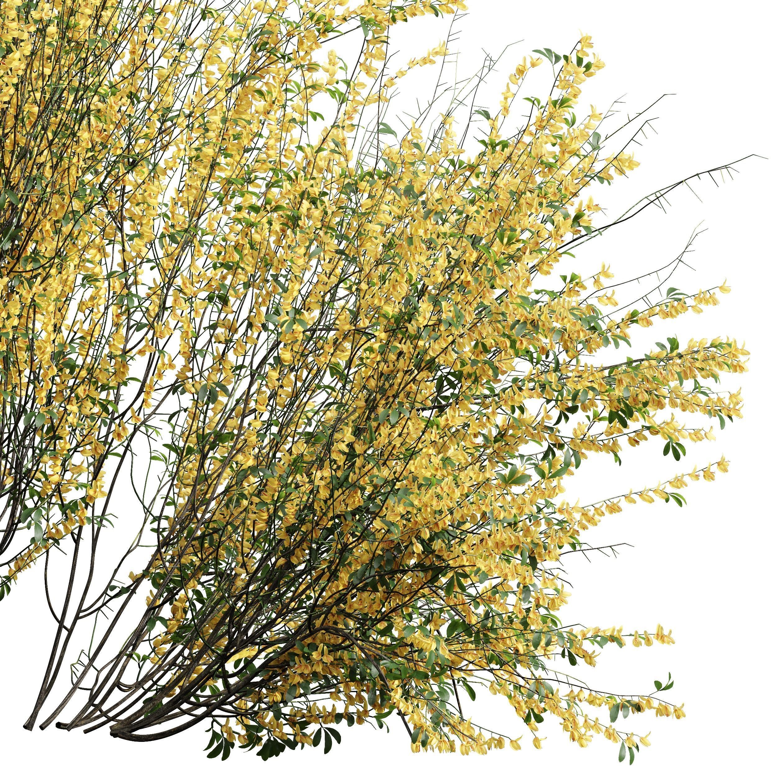New  Plant High detail Cytisus scoparius Bush 3D model_1