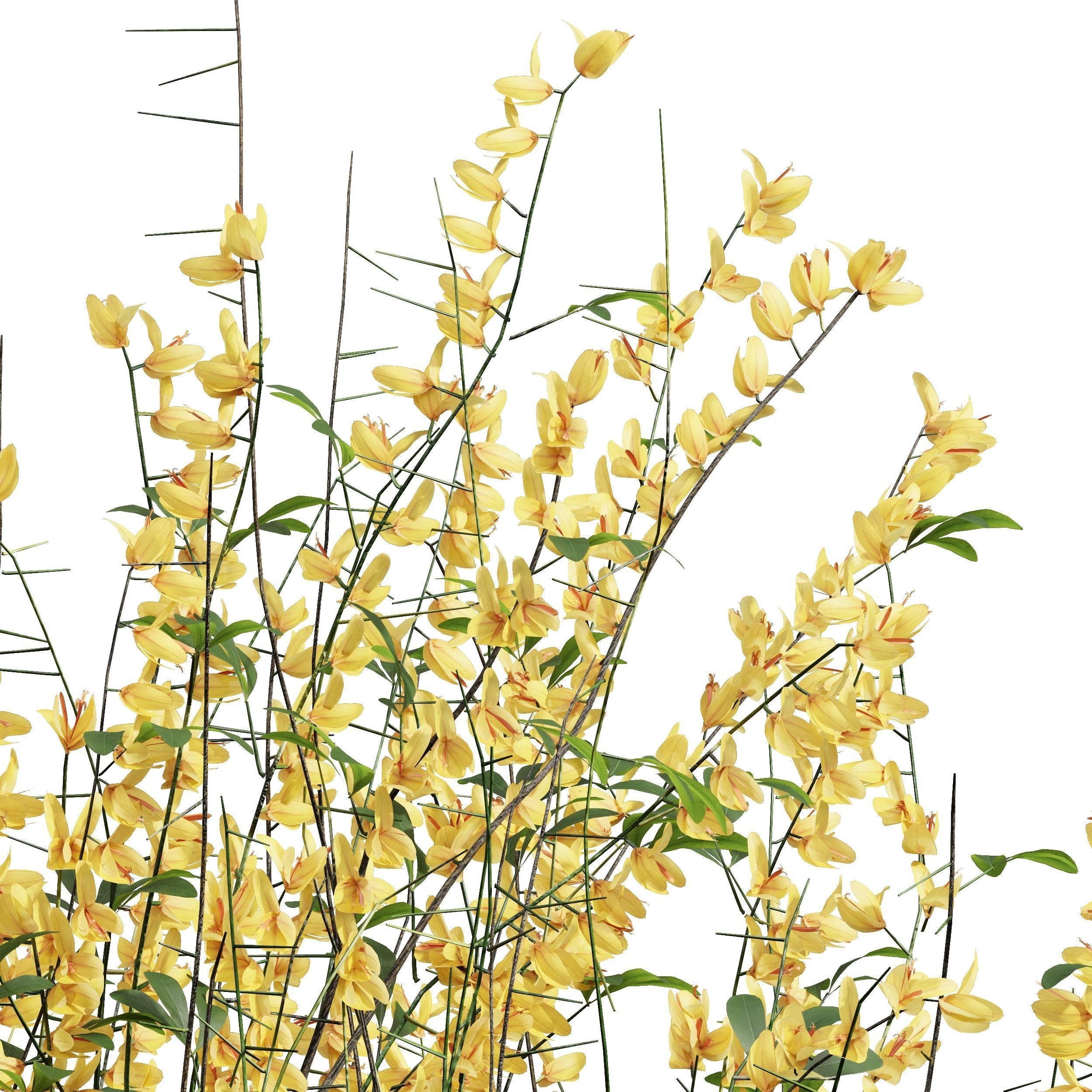 New  Plant High detail Cytisus scoparius Bush 3D model_2