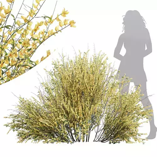 New  Plant High detail Cytisus scoparius Bush 3D model