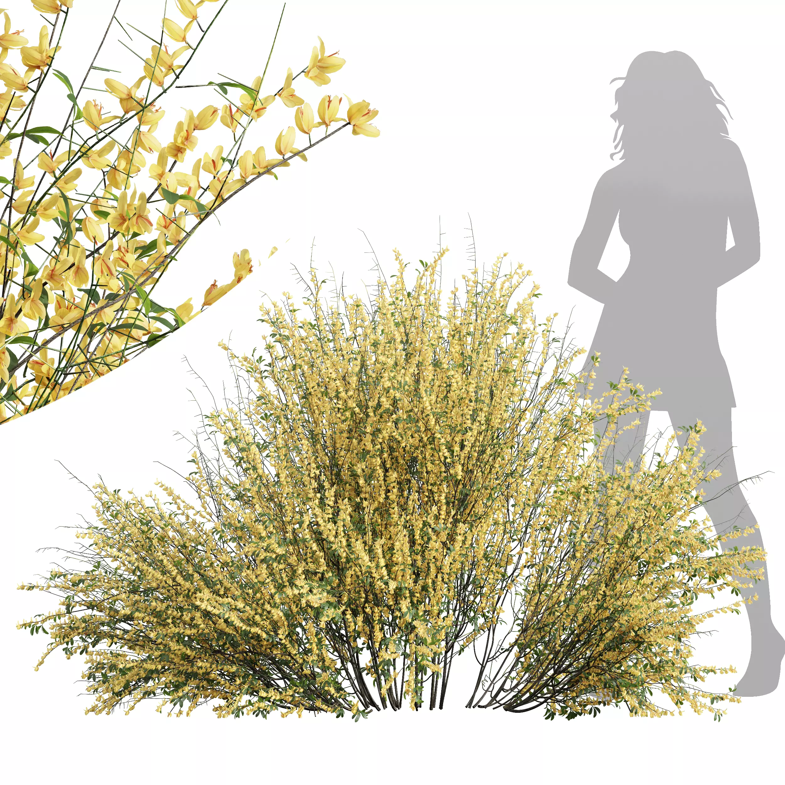 New  Plant High detail Cytisus scoparius Bush 3D model_0