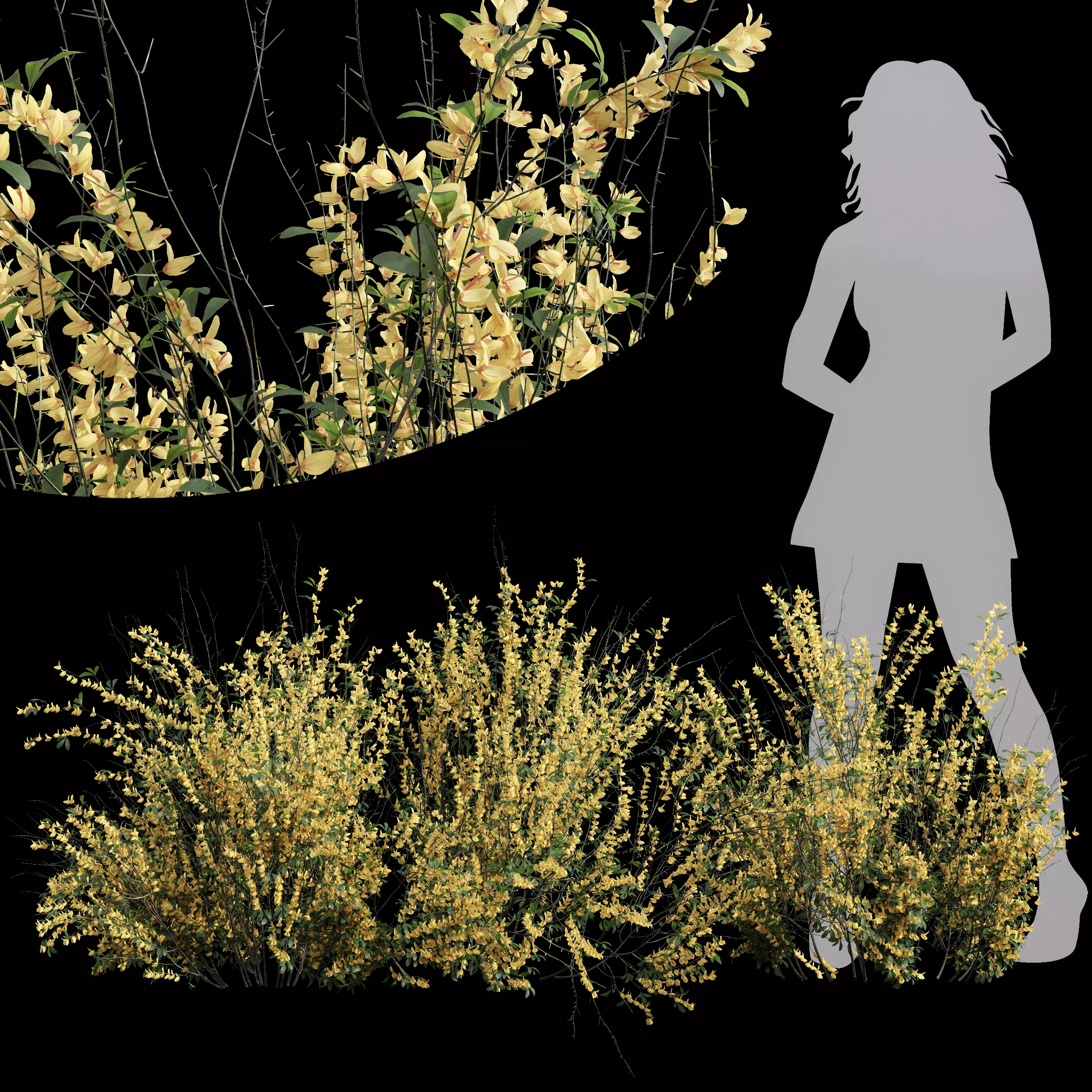 New Plant High detail Cytisus scoparius Small 3D model_0