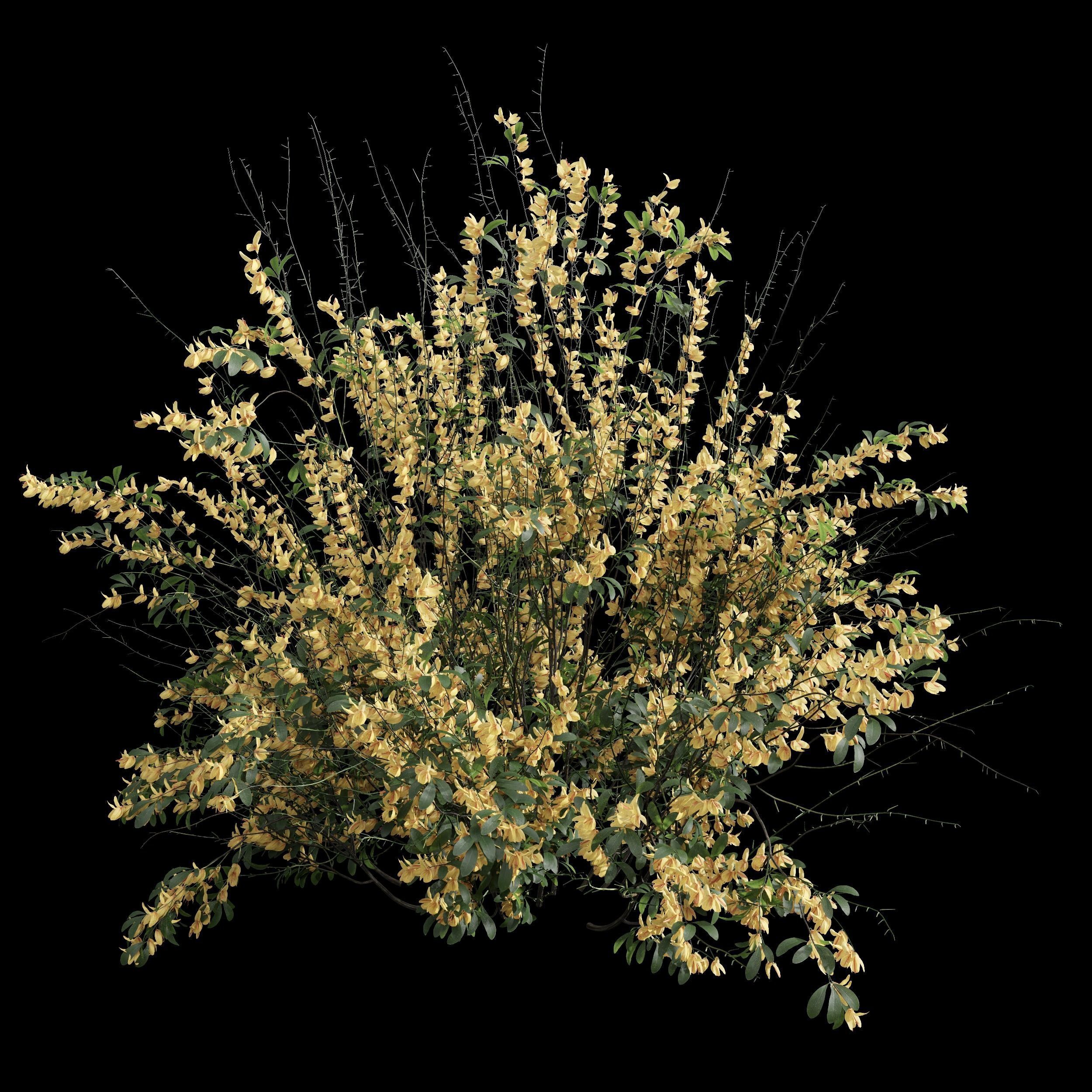 New Plant High detail Cytisus scoparius Small 3D model_2