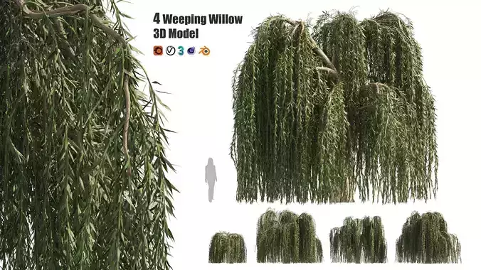 4 Weeping Willow Salix babylonica Trees 3D model