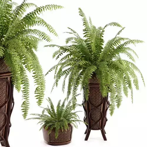 Boston Fern