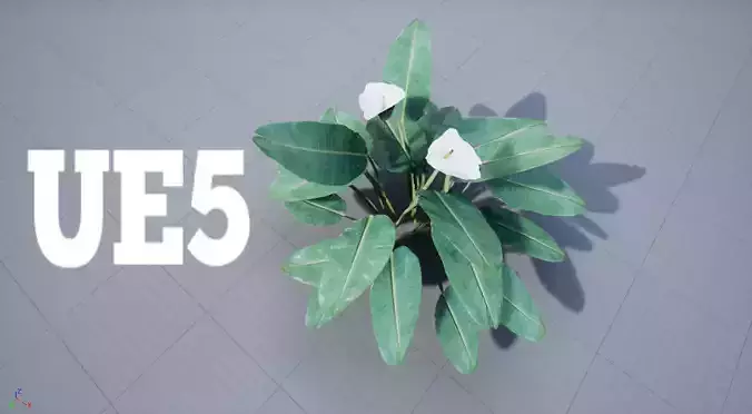 Calla Lily Zantedeschia Copo Leite Flower PBR Lowpoly Low-poly 3D model