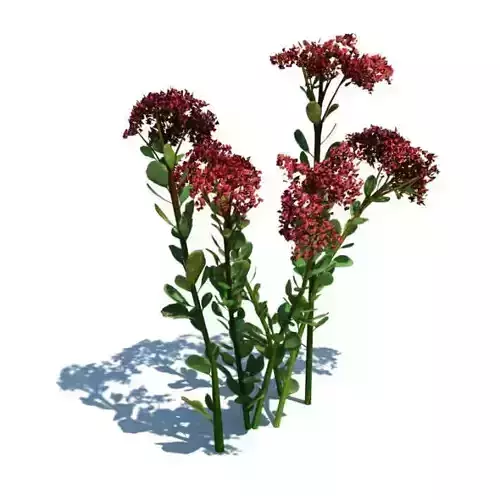 Red Flower Producing Plant