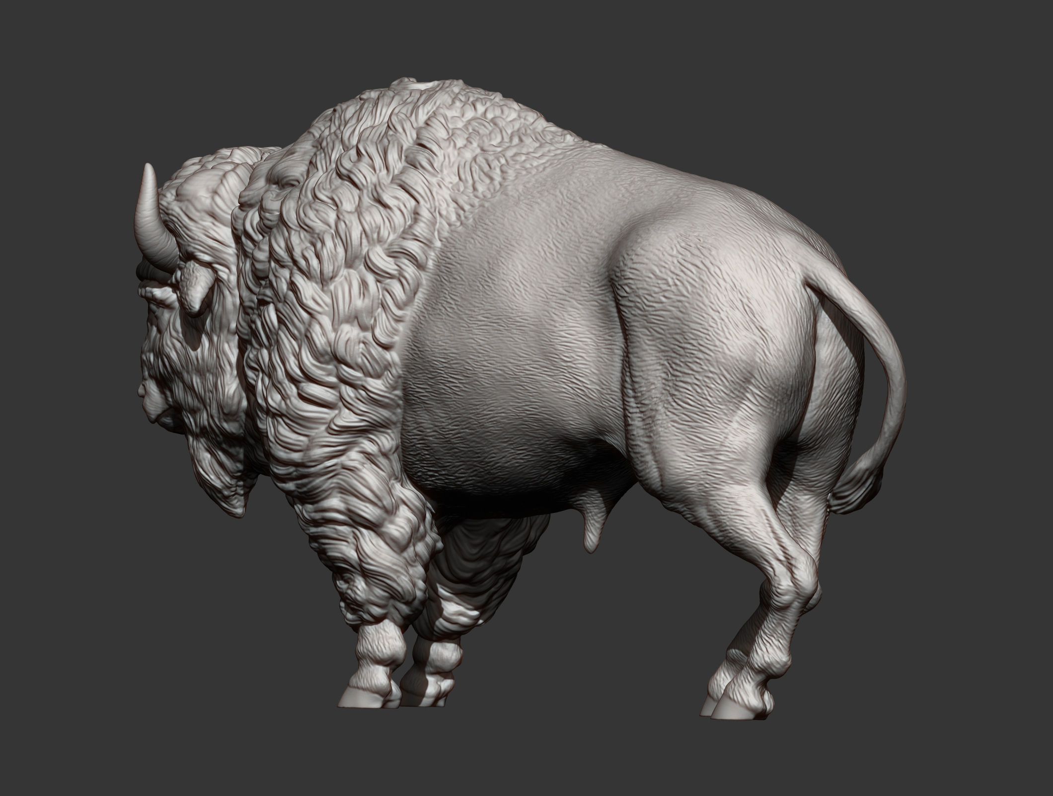 Bison 3D print model_12