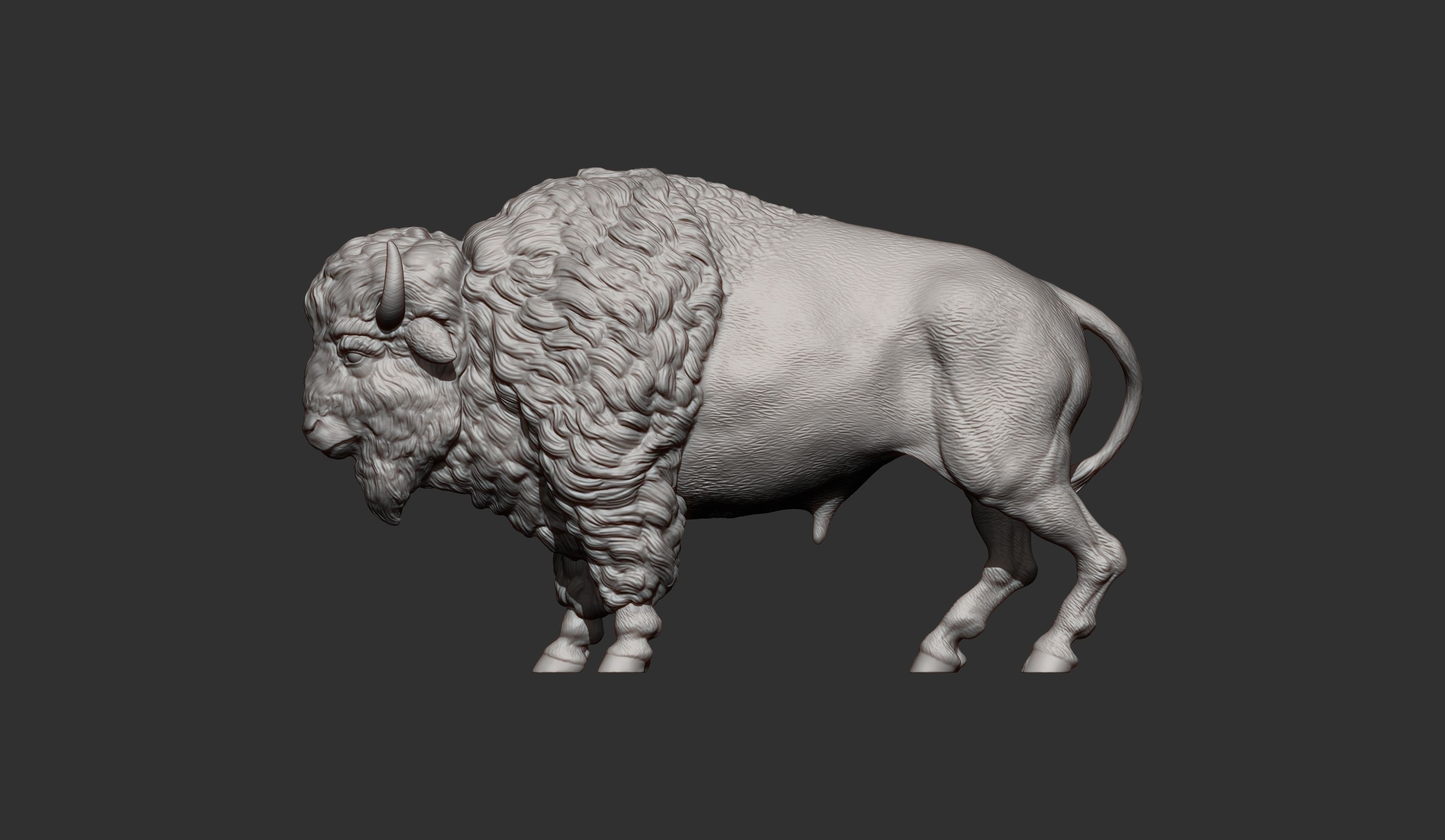 Bison 3D print model_6