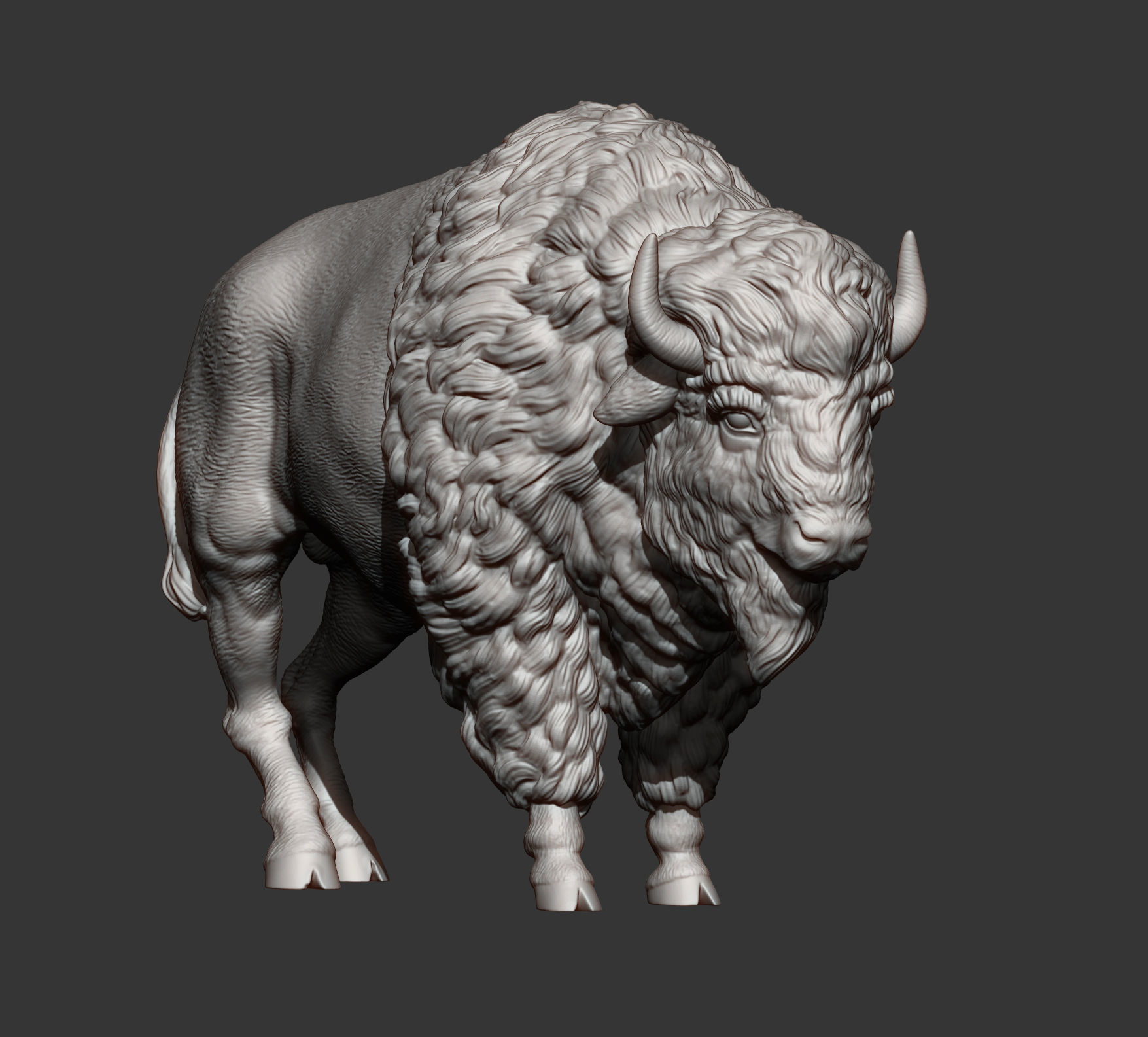 Bison 3D print model_8