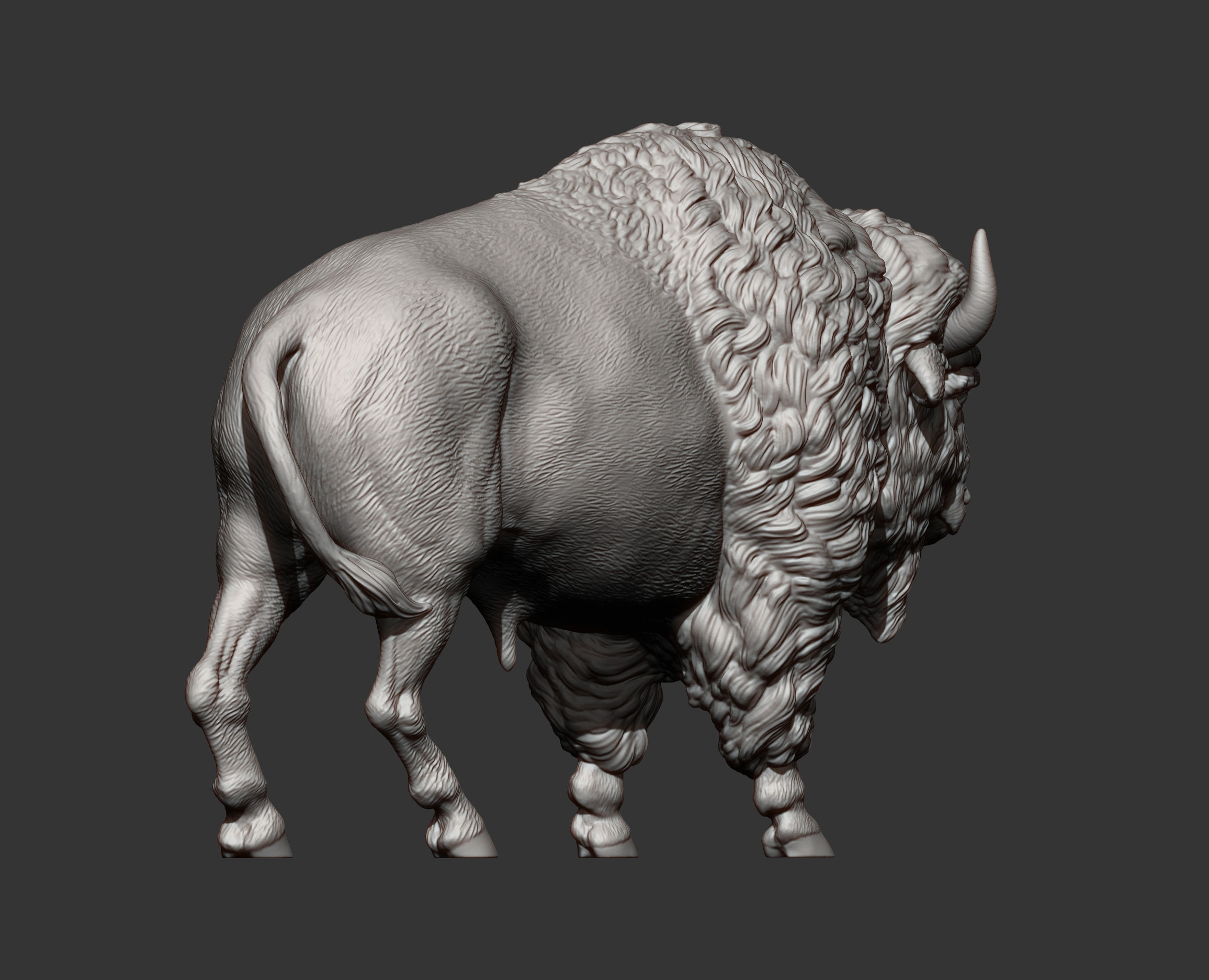 Bison 3D print model_9