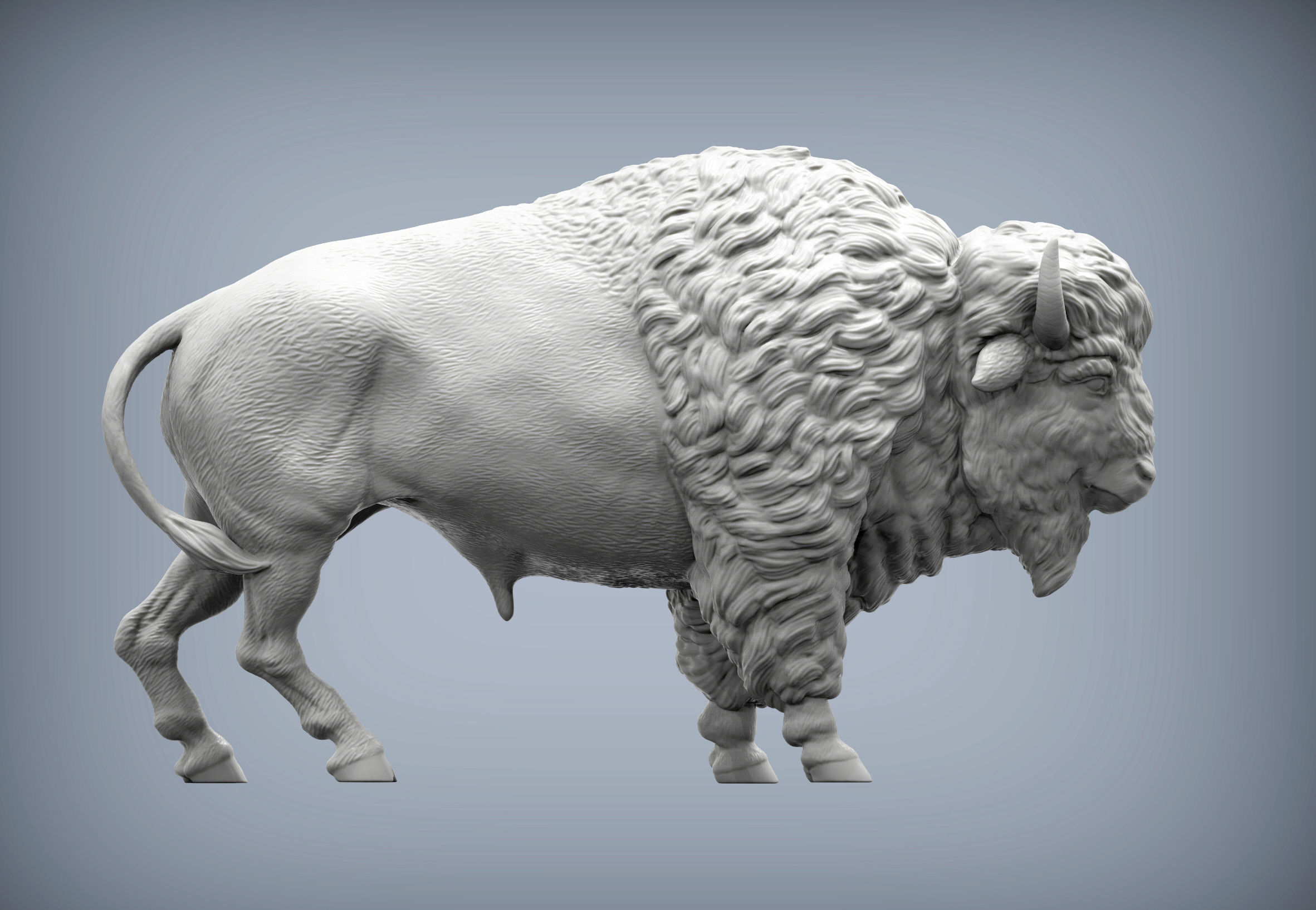 Bison 3D print model_4