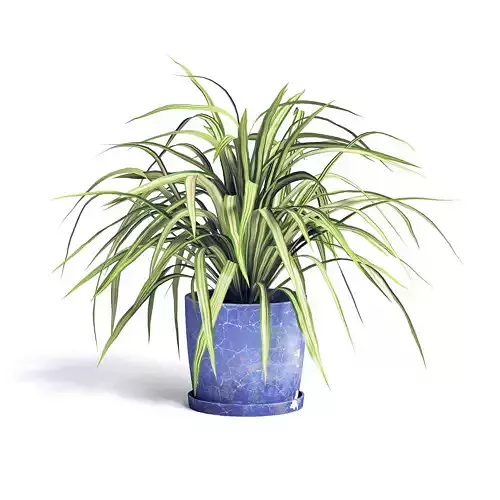 Spider Plant