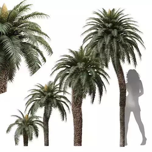 New Tree High detail Cycas Revoluta Palmfarn Fruit Tree