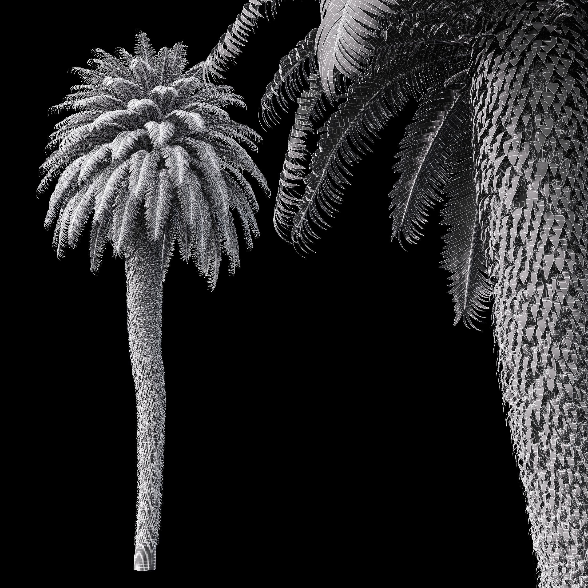 New Tree High detail Cycas Revoluta Palmfarn Tree 3D model_2