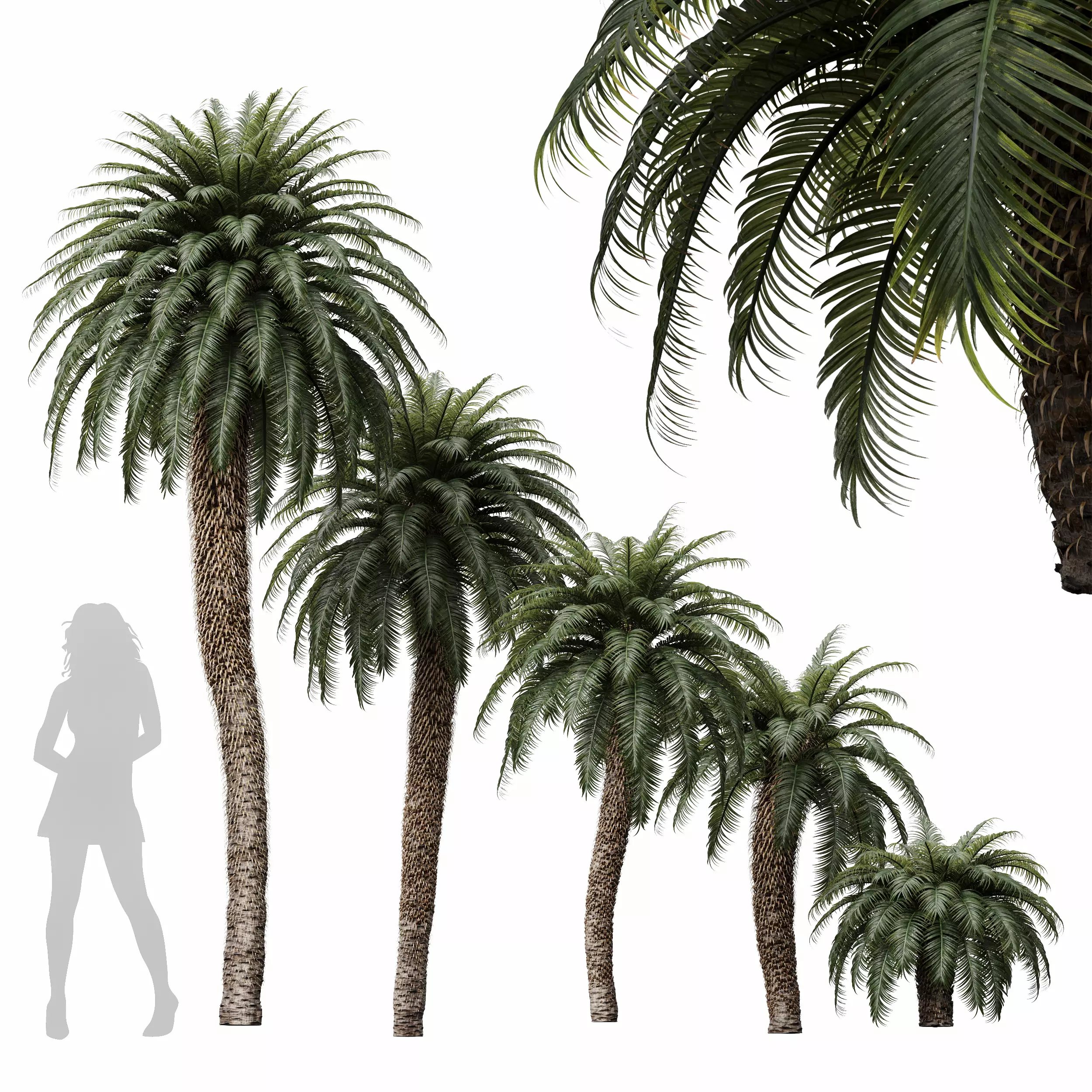 New Tree High detail Cycas Revoluta Palmfarn Tree 3D model_0
