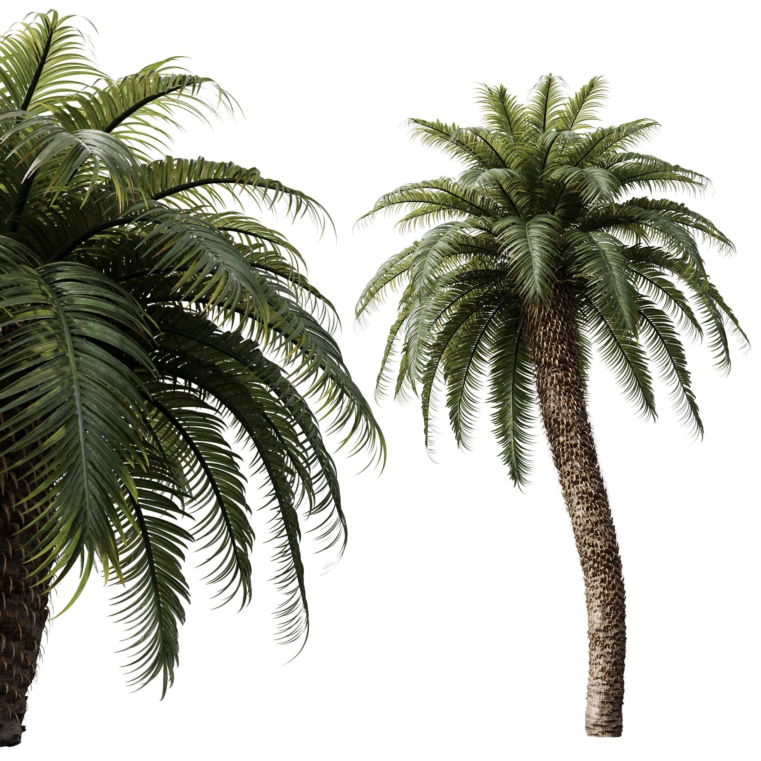 New Tree High detail Cycas Revoluta Palmfarn Tree 3D model_1