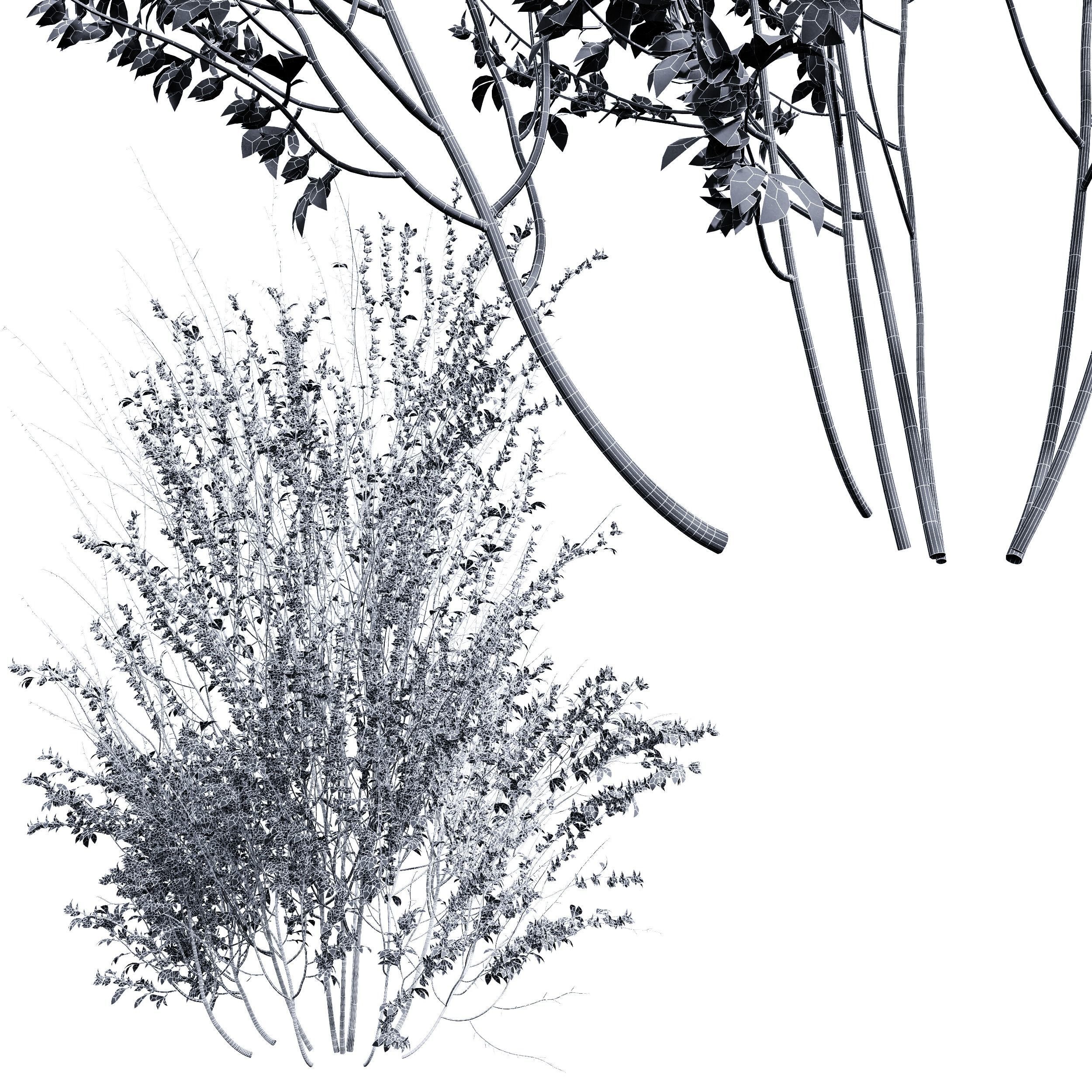 New Plant High detail Cytisus scoparius Tall 3D model_3