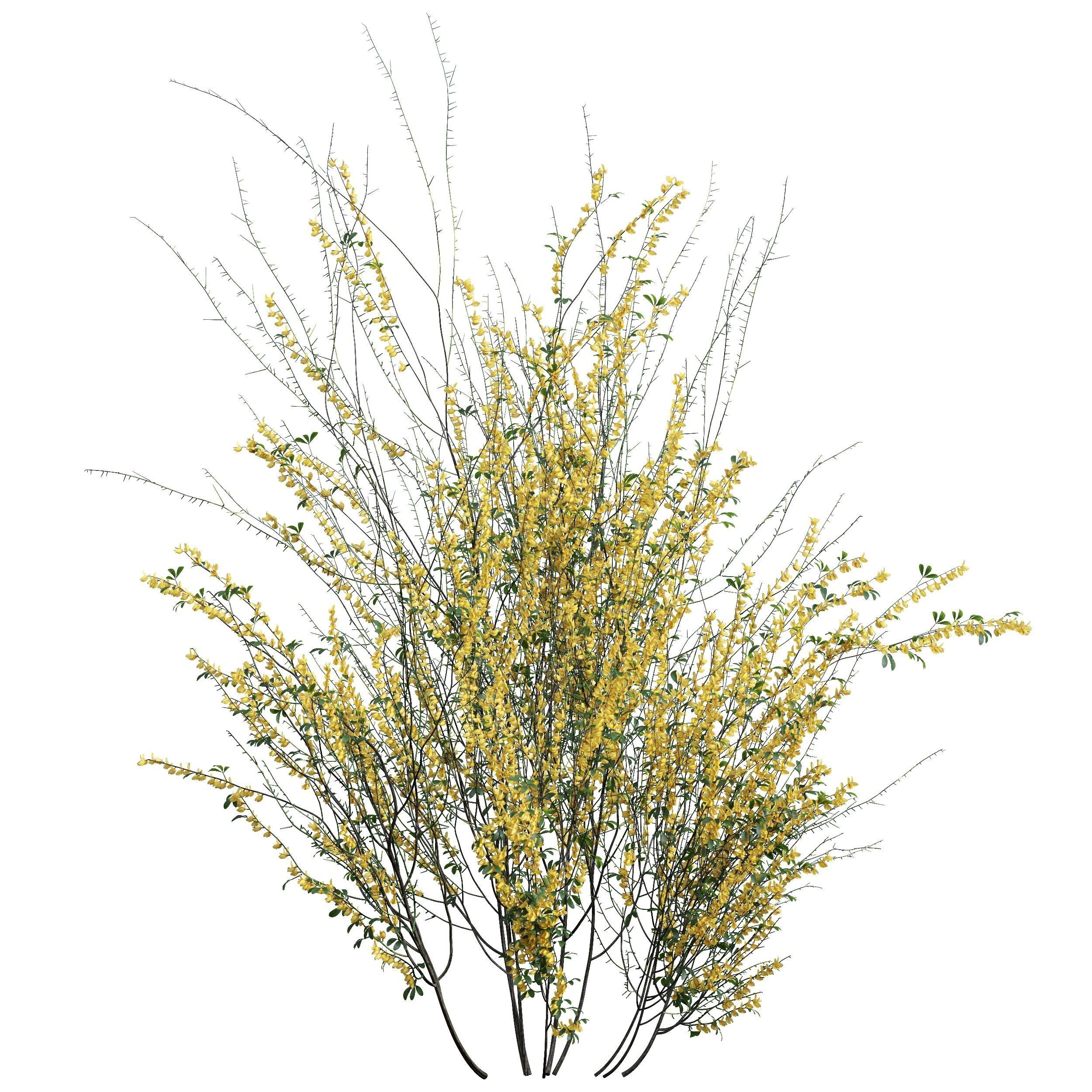New Plant High detail Cytisus scoparius Tall 3D model_1