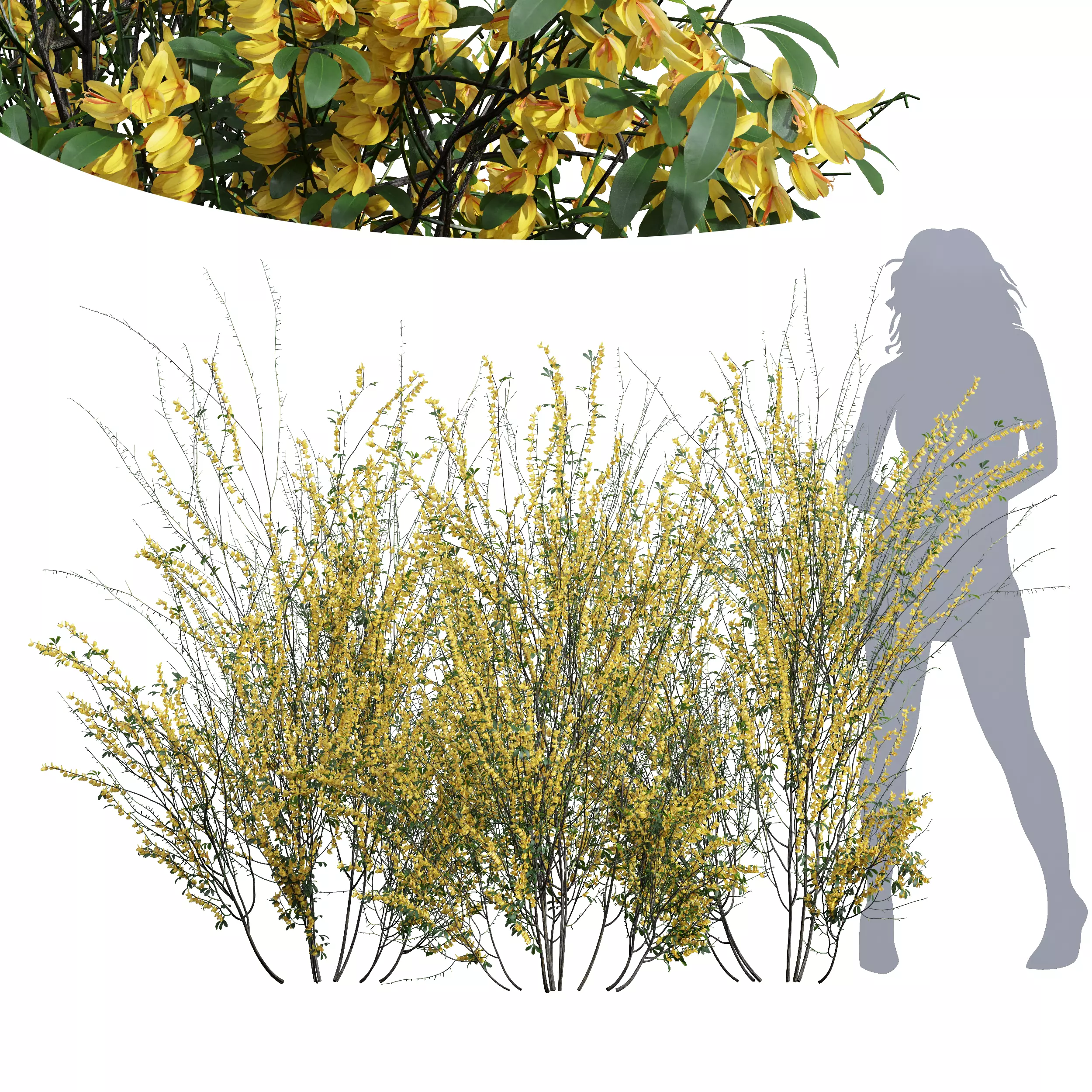 New Plant High detail Cytisus scoparius Tall 3D model_0
