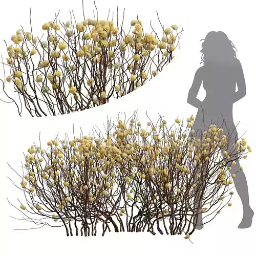 New Plant High detail Edgeworthia Chrysantha Paperbush 3D model