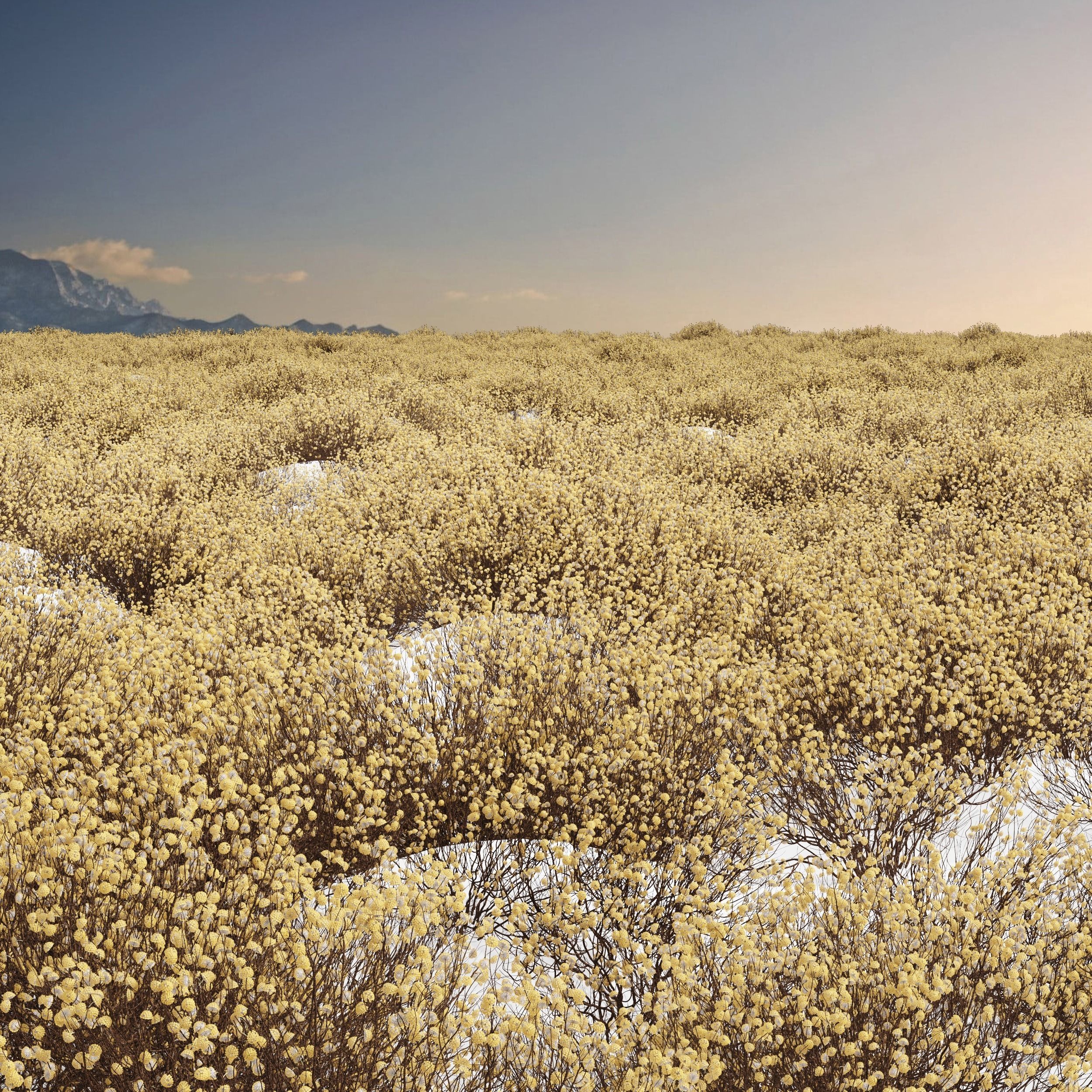 New Plant Highdetail Edgeworthia Chrysantha Paperbush Bush 3D model_2