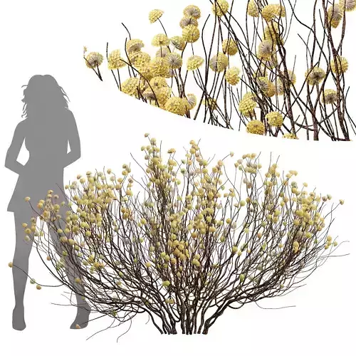 New Plant Highdetail Edgeworthia Chrysantha Paperbush Bush 3D model